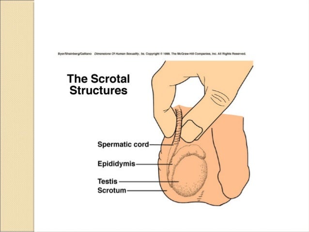 Where are the sperm ducts Busty mobile videos